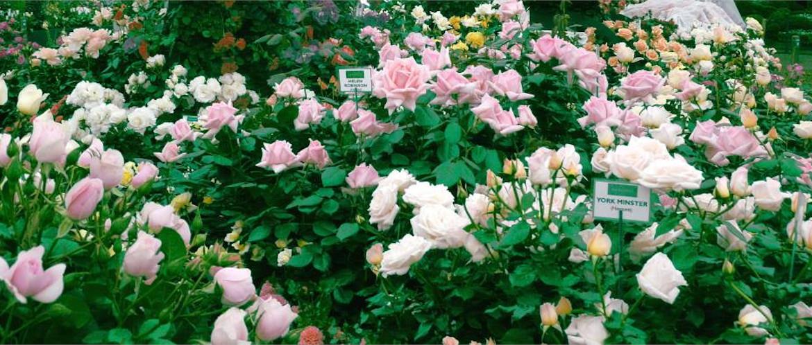 Harkness Roses